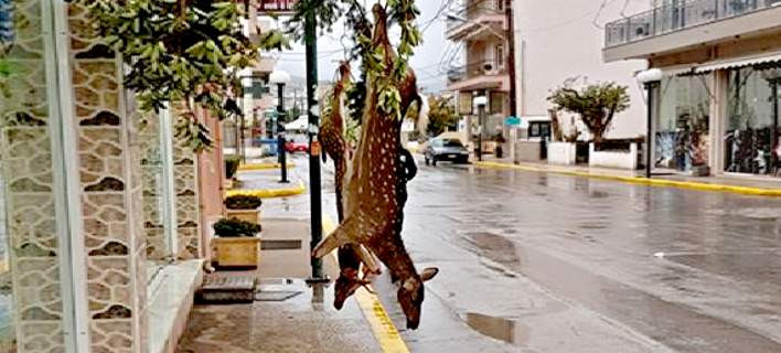 Σάλος με τα κρεμασμένα ελάφια έξω από κρεοπωλείο στην Εύβοια – Τι είπε ο ιδιοκτήτης (βίντεο)
